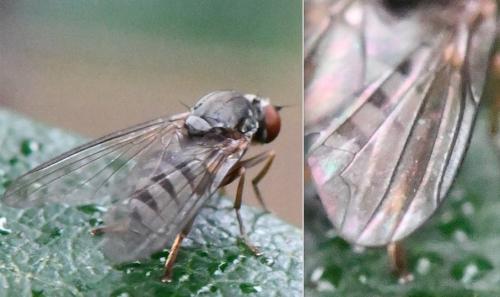 Protoclythia modesta